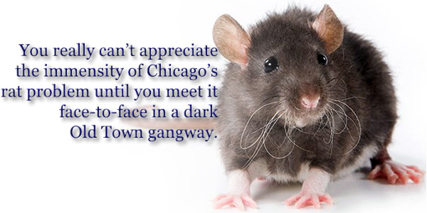 You really can’t appreciate the immensity of Chicago’s rat problem until you meet it face-to-face in a dark Old Town gangway.