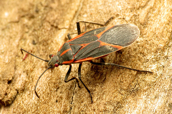 Loop North News - Five common pests likely to invade your Chicago home ...